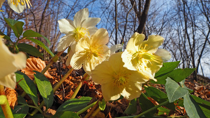 Black hellebore or Christmas rose, original name is Helleborus niger, is an evergreen perennial flowering plant