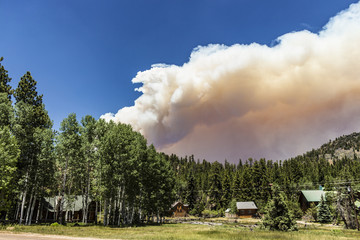 Forest Fire