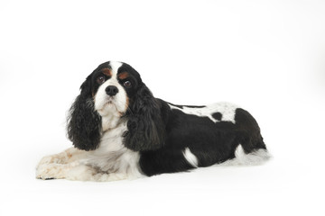 King Charles Cavalier laying down looking at camera - obrazy, fototapety, plakaty