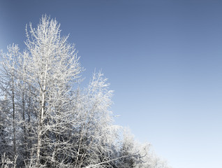 Frosty forest with blue sky