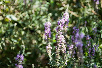 At Betiha Nature Reserve - The Majrasa