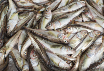 Obraz premium 海鮮・新鮮・魚・ｸﾞﾁ