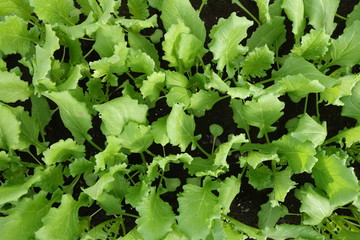 畑のラディッシュの葉