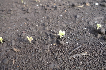 畑の土、発芽
