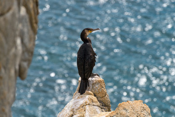 Gamov peninsula in the Russian Far East. Seabirds cormorants on the rocks in the sea.