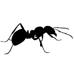 Ant