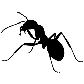 Ant