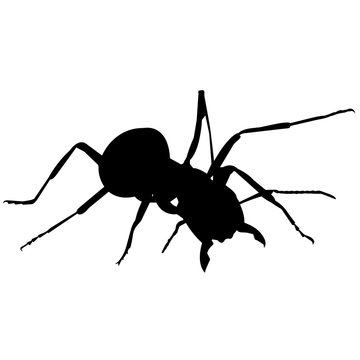 Ant