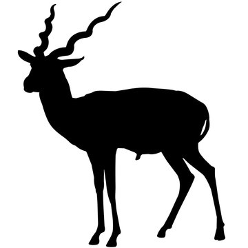 Antelope