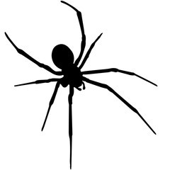 Black widow spider