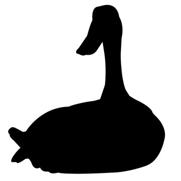 recommend clip art: Duck