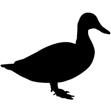 recommend clip art: Duck