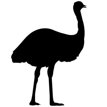 recommend clip art: Emu