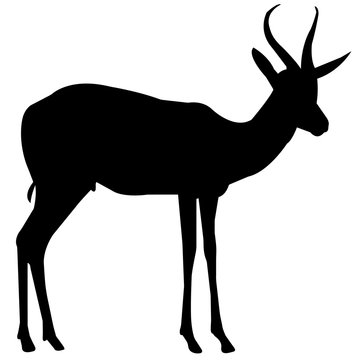 Gazelle