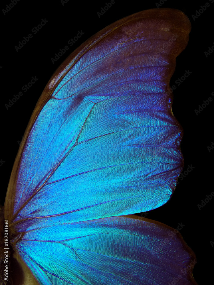 Aufkleber wings of a butterfly morpho texture background. morpho butterfly.