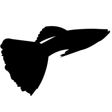 black guppy silhouette on white background clip art preview