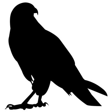 Hawk
