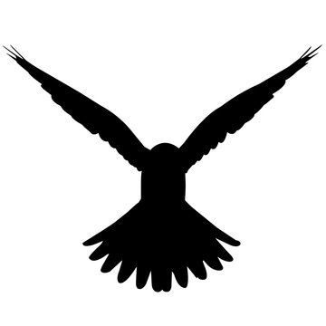 Hawk