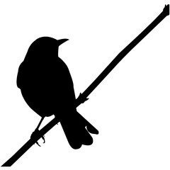 Mocking bird Silhouette Vector Graphics
