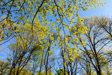 foliage of trees