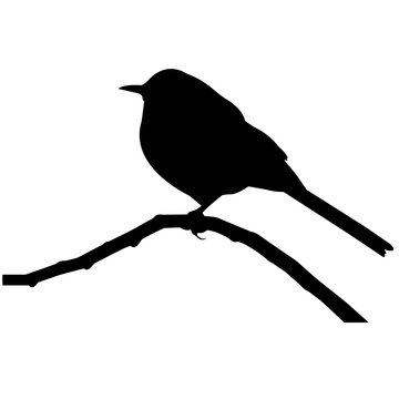 recommend clip art: Mocking bird Silhouette Vector Graphics