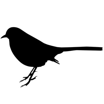 recommend clip art: Mocking bird Silhouette Vector Graphics
