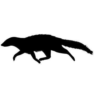 Mongoose Silhouette Vector Graphics