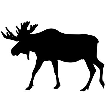 Moose Silhouette Vector Graphics