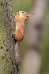squirrel with a nut on the trunk