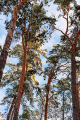 Pine trees in the forest