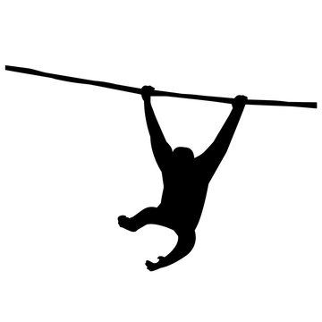 Orangutan Silhouette Images &#8211; Browse 2,988 Stock Photos, Vectors ...