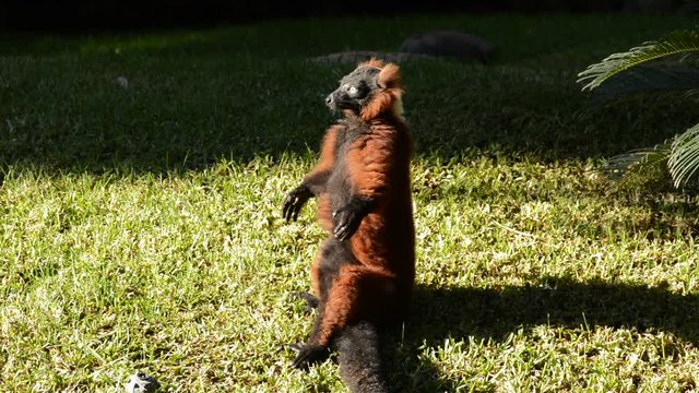 Red ruffed lemur sunbathing - Varecia Rubra