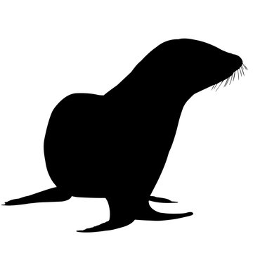 Sea Lion Silhouette Vector Graphics