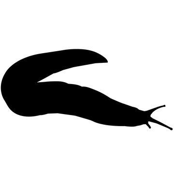 recommend clip art: Sea slug Silhouette Vector Graphics