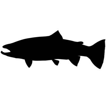 Steelhead trout Silhouette Vector Graphics