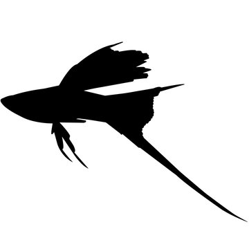 recommend clip art: Sword tail Silhouette Vector Graphics