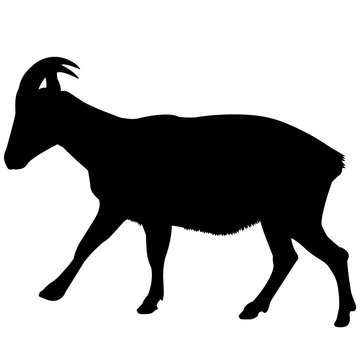 Tahr Silhouette Vector Graphics