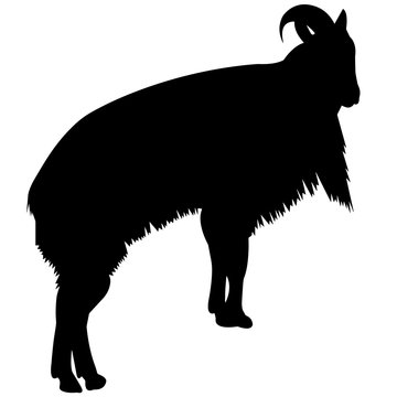 Tahr Silhouette Vector Graphics