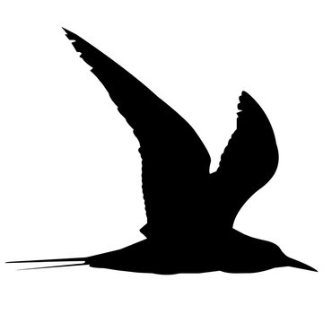 Tern Silhouette Vector Graphics