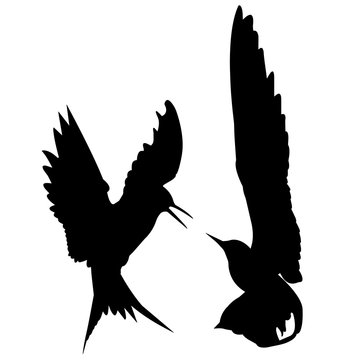 recommend clip art: Tern Silhouette Vector Graphics