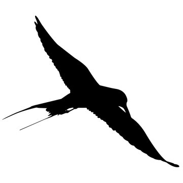 recommend clip art: Tern Silhouette Vector Graphics