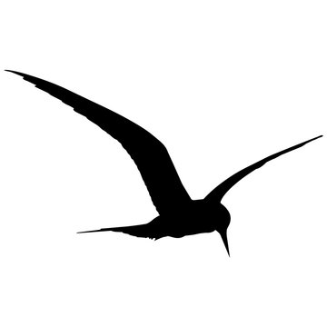 recommend clip art: Tern Silhouette Vector Graphics