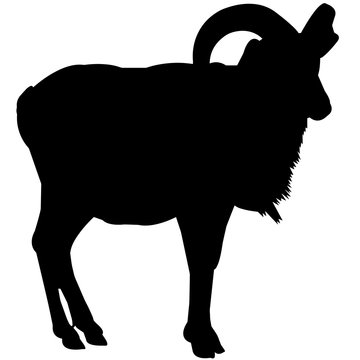 Urial Silhouette Vector Graphics