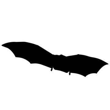 Vampire bat Silhouette Vector Graphics