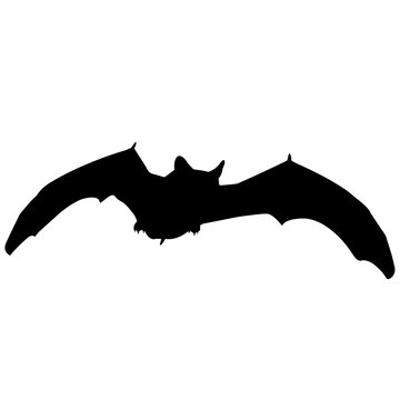 Vampire bat Silhouette Vector Graphics