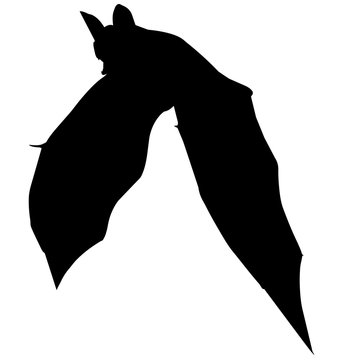 Vampire Bat Silhouette Vector Graphics