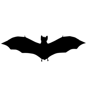 Vampire bat Silhouette Vector Graphics
