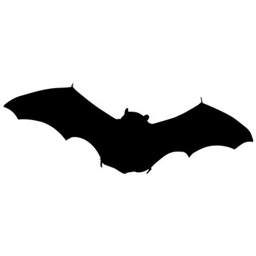 Vampire bat Silhouette Vector Graphics