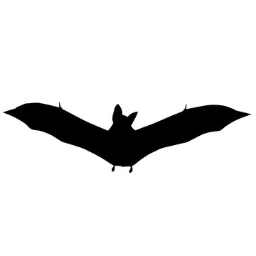 Vampire bat Silhouette Vector Graphics
