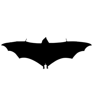Vampire bat Silhouette Vector Graphics